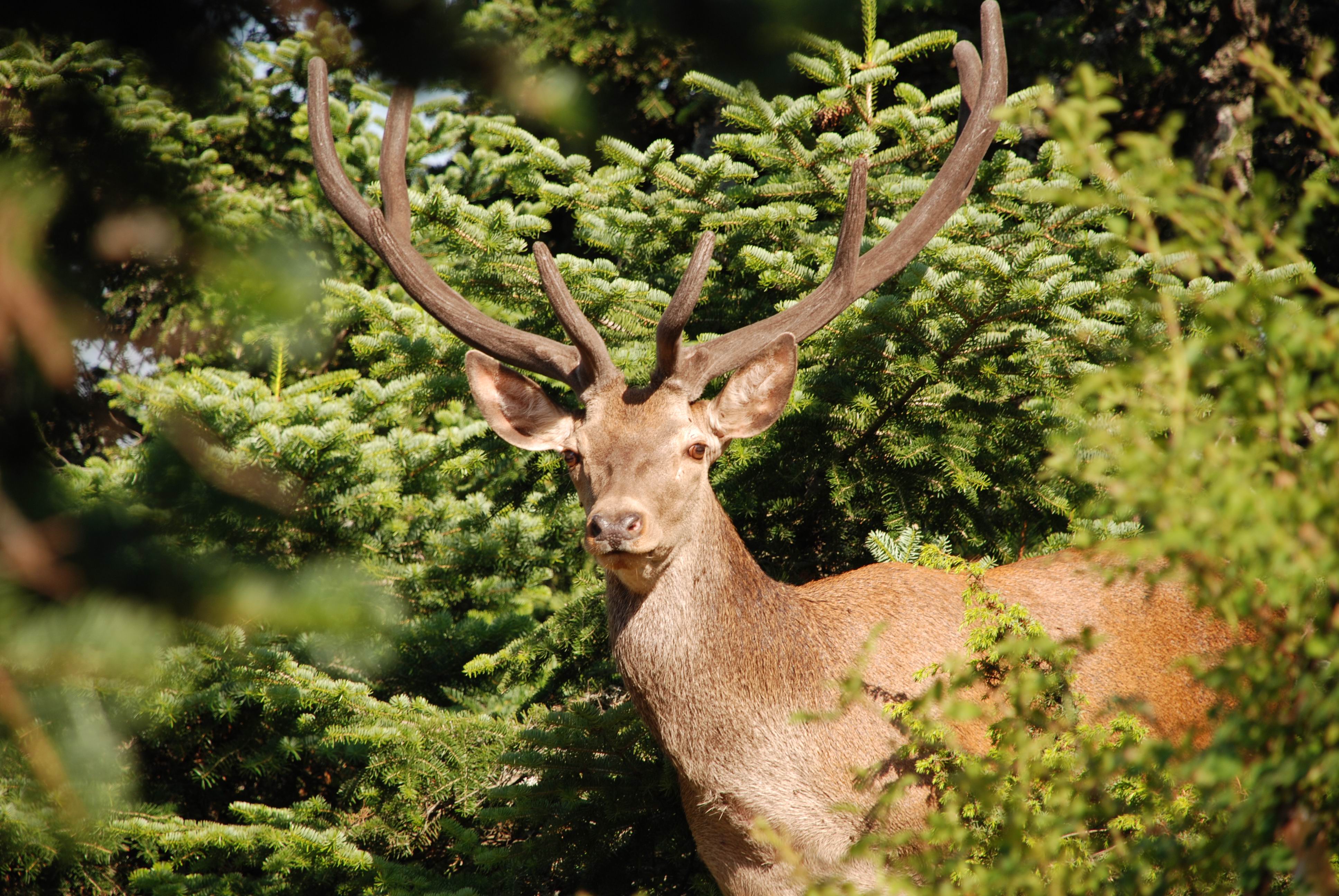 ΟΡΕΙΒΑΤΙΚΟ ΤΜΗΜΑ - ΠΑΡΝΗΘΑ